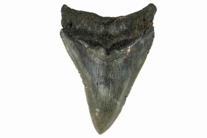 Serrated, Fossil Megalodon Tooth - Aurora, North Carolina #179802